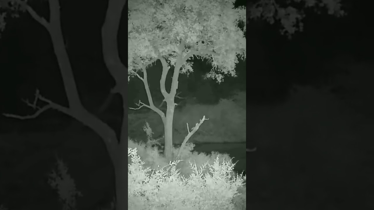 Hyaena Captured in Camera Trap 