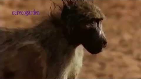 Crocodile fights Baboon  and Monkey saves animal from snake attack