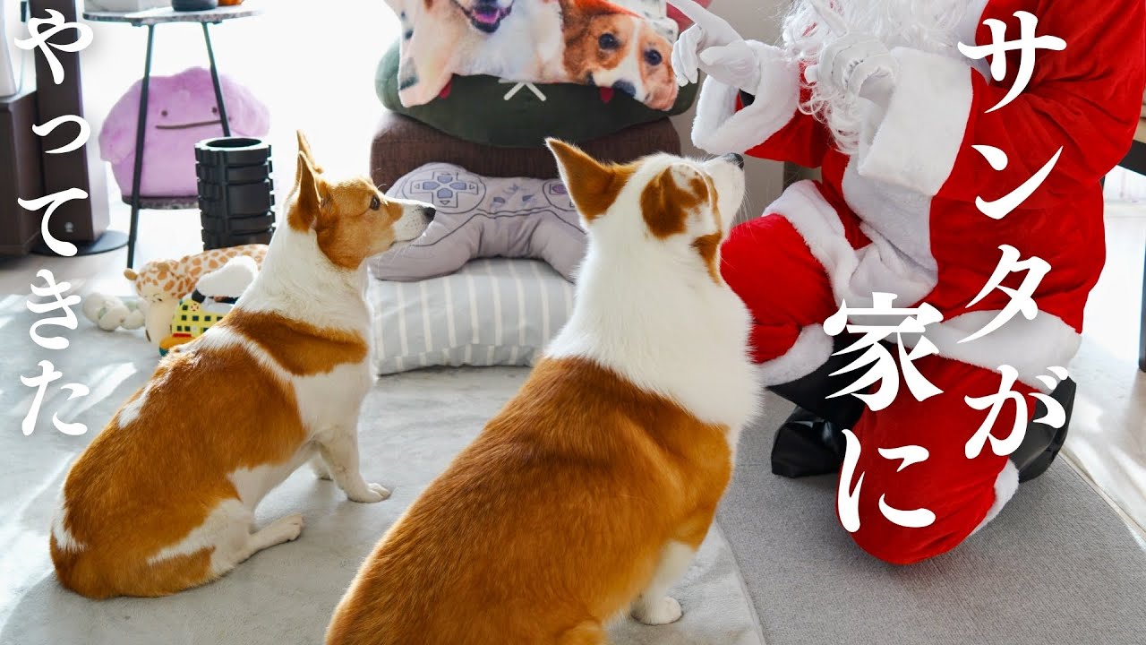 【サンタさんが来た！】良い子にしていたコーギーにサンタさんがプレゼントを持ってきてくれました｜コーギードドドクリスマス会
