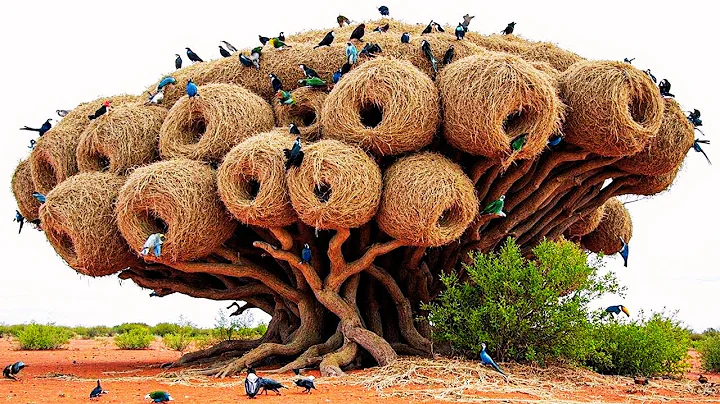 Most Incredible Bird Nests That Redefine Natural Architecture!