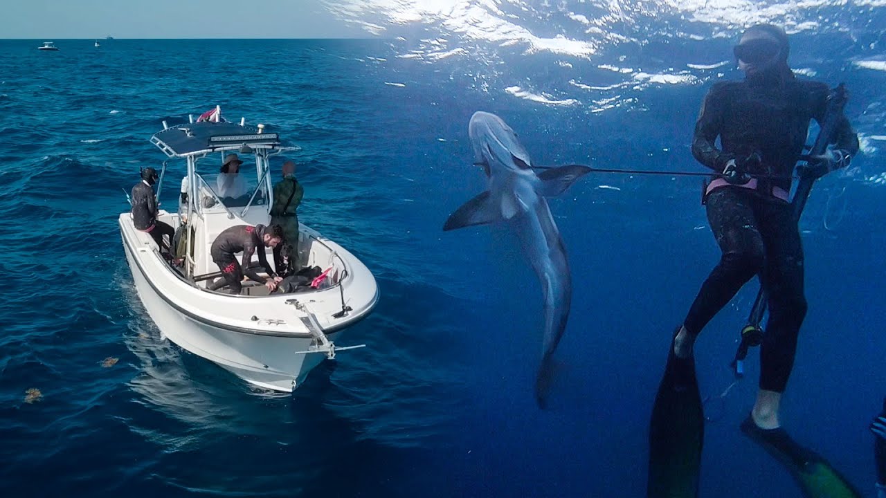 Spearfishing Cobia & African Pompano || M37