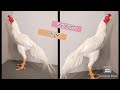 Parrot Beak Long Tail Rooster | 7569870647 | Subash Farms | Rythu Market
