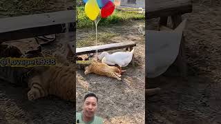 #funnyanimals #funny #animals #cat #cute #viralvideo #funnycats #animasulucu #angsa #trendingshorts