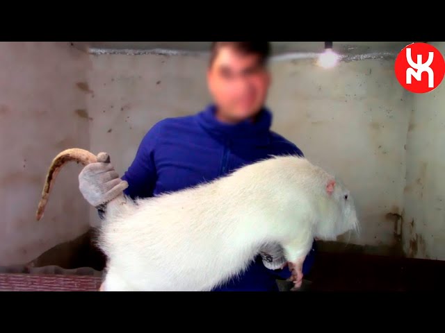 Encontraram um rato gigante no México! 