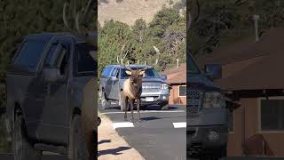 Largest Bull Elk in Estes Park Colorado