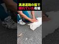 高速道路の脇で倒れていた母猫 #動物 #ペット #かわいい #癒し #animals #猫 #救出