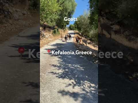 #summer #greek #island #goats#greekislands #art