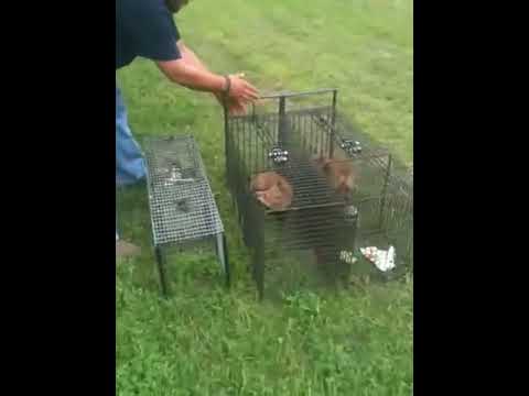 Fox Release From Advanced Traps