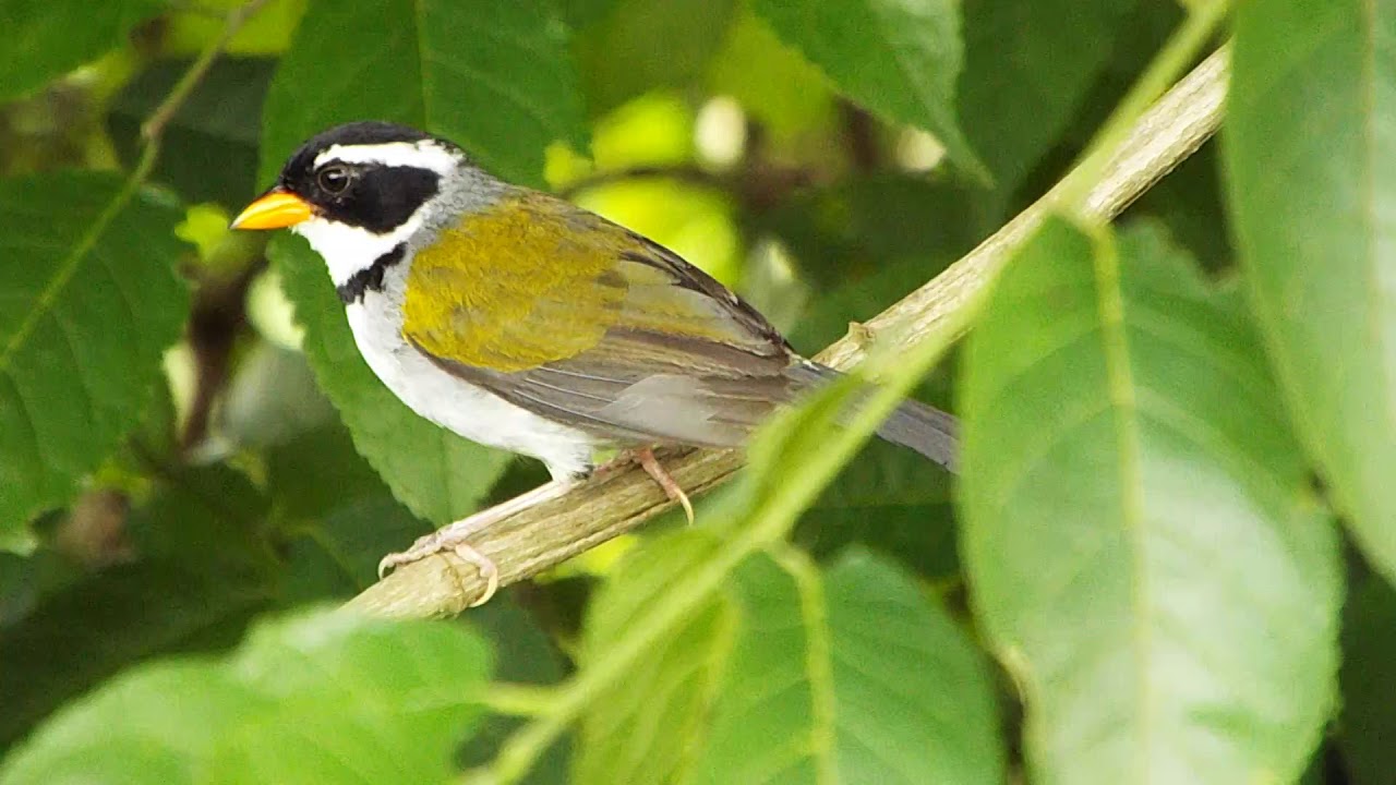 Canto Do Tico Tico Do Bico Amarelo Passaro Tico Tico De Bico Amarelo Arremon Flavirostris Macho Full Hd Youtube