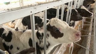 El tambo del INTA Manfredi en Córdoba experimenta con nueva tecnología para la lechería