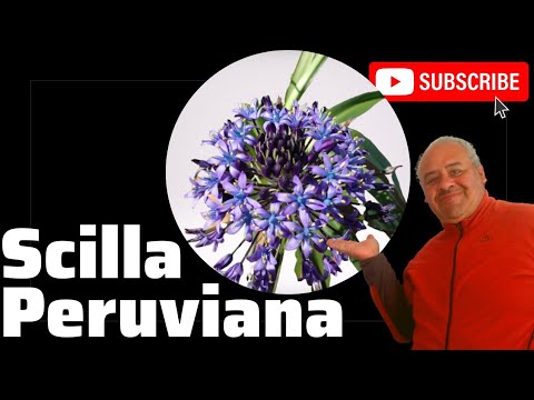 Video: Scilla siberiana: descripción, plantación, cuidado, foto