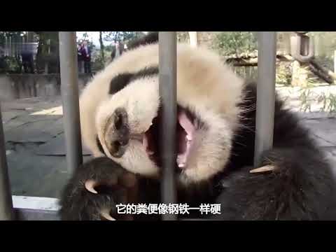 熊猫真的只会卖萌吗？开玩笑，那可是上古食铁兽