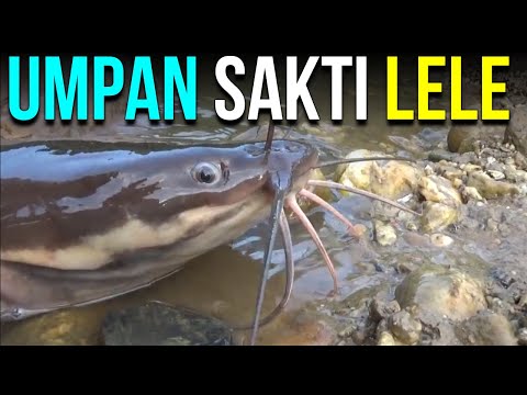 Video: Tips Memancing Ikan Lele di Danau