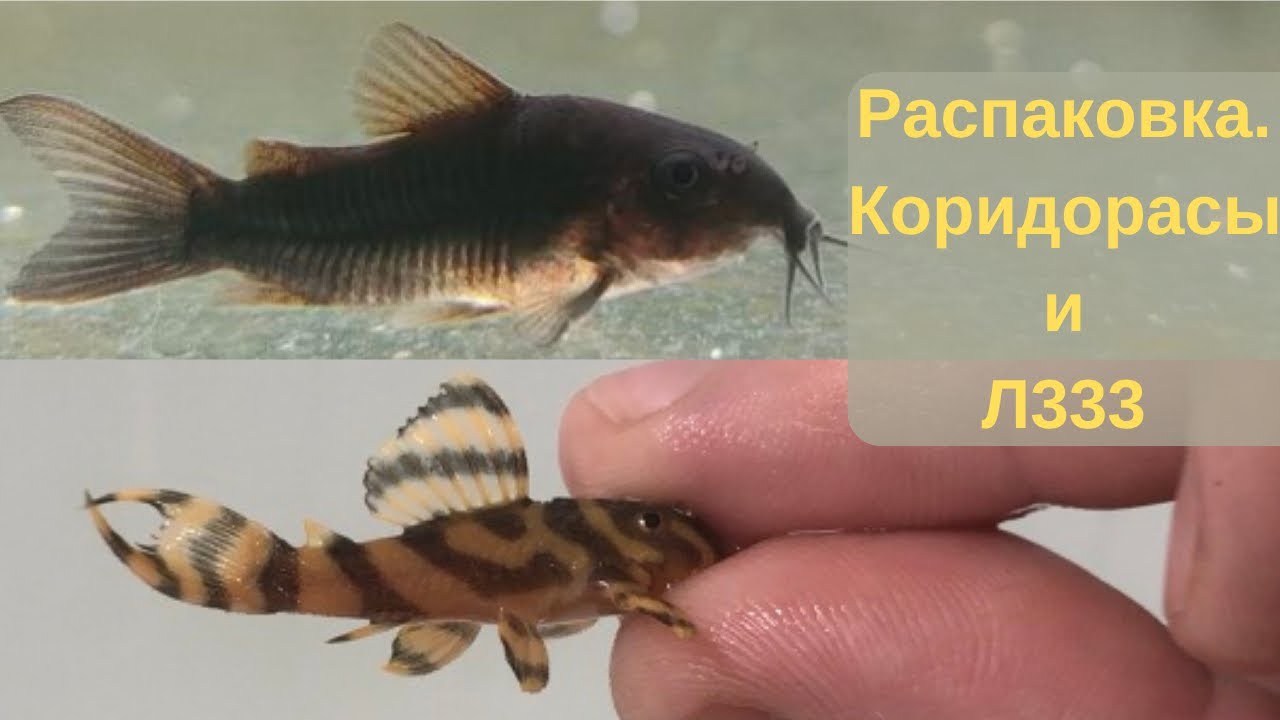 Распаковка рыбы. Приехали Cory black Venezuela and Hypancistrus L333.