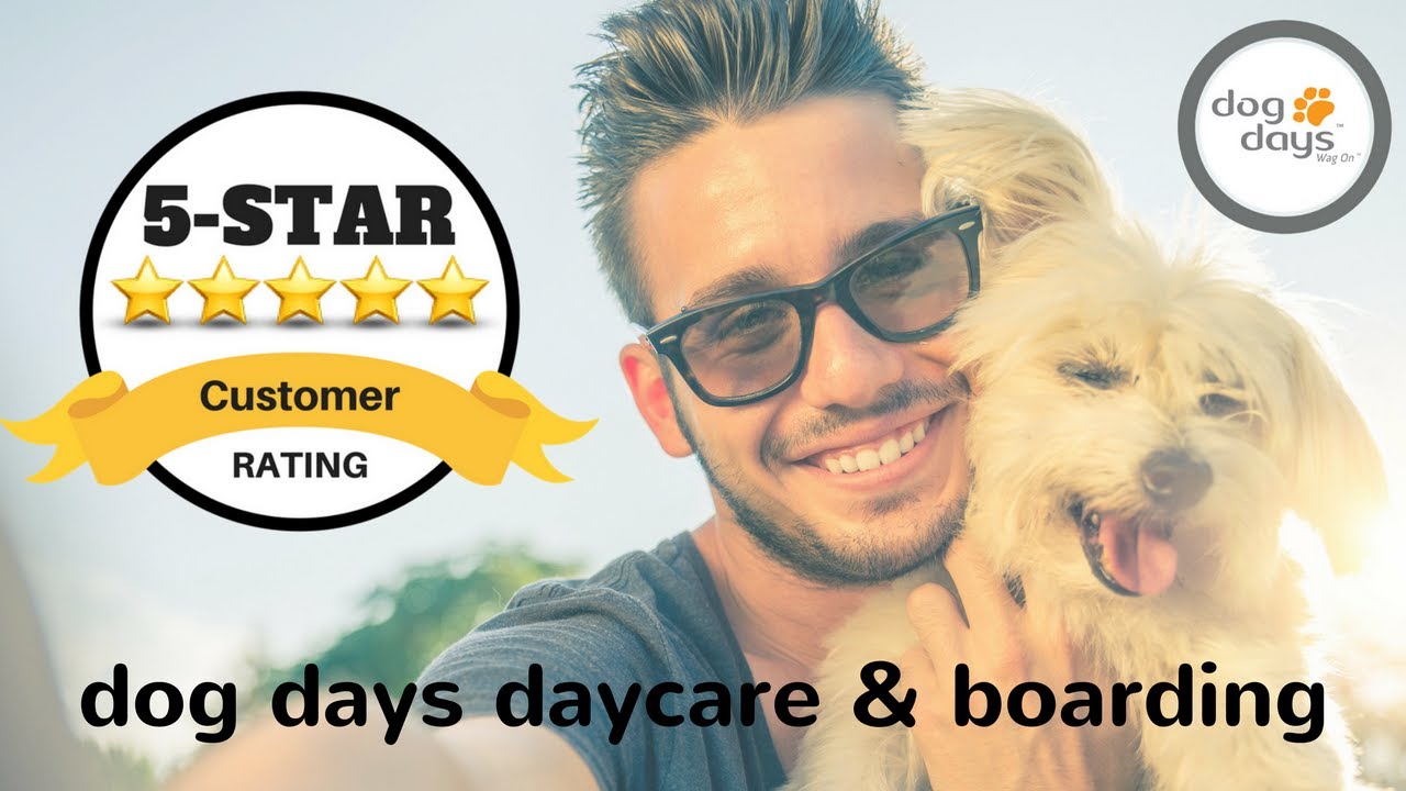 St Paul Dog Daycare Amazing 5 Star Review YouTube