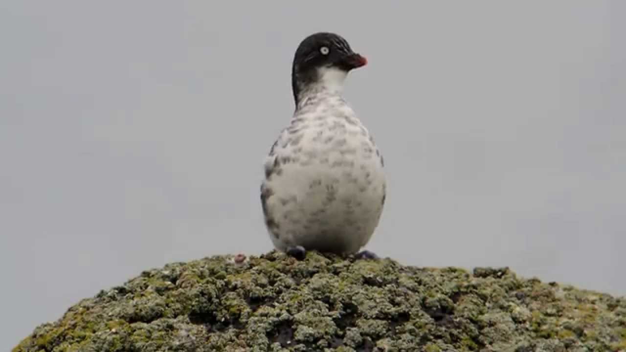 Least Auklet, 8th July 2015, St Paul, Bering Sea 