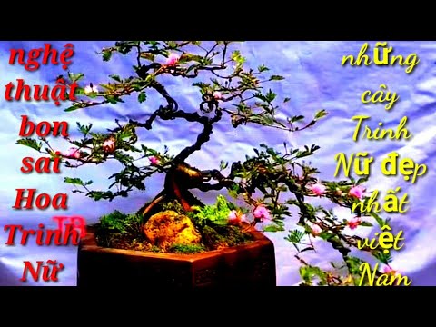 Video Những Cây Trinh Nữ đẹp nhất Việt Nam 2021. The most... - youtube