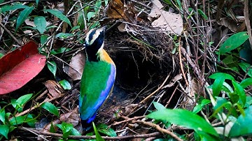 Mother Bird Feeding Earthworm to Chicks (4) – Baby Blue-winged Pitta Eating and Pooping (Ep43)