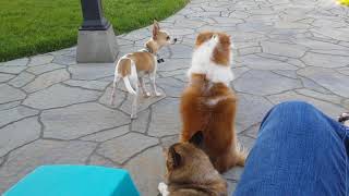 Rescue Dogs Listening to Birds by Sheltermuttlover 27 views 6 years ago 32 seconds