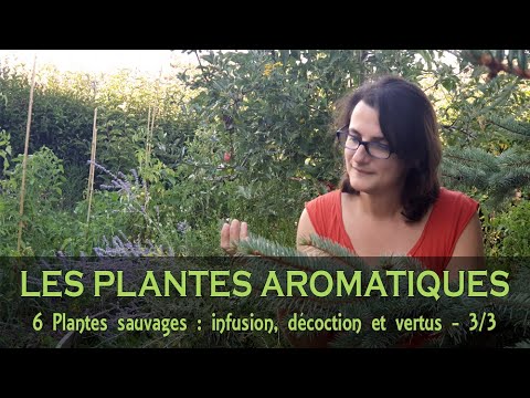 Vidéo: Prévention Et Traitement De La Sclérose Avec Infusions Et Décoctions De Plantes