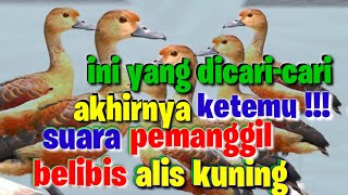 suara pemanggil belibis alis kuning ori‼️lesser whistling duck