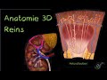 Description anatomique 3d des reins naturosoutien