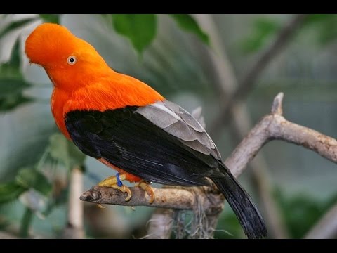 Burung Cantik Mengeluarkan Suara Indah Daerah Bener Meriah Gambar