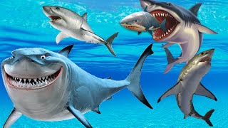 Shark Finger Family Song Nursery Rhymes Lyrics Daddy Finger