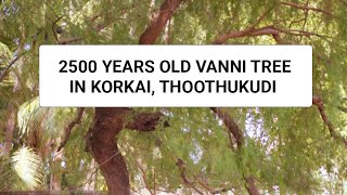 2500 Years Old Vanni Tree In Korkai  Thoothukudi District