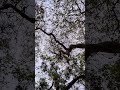 #nature #naturelovers #bhu #satisfying #pixel9a