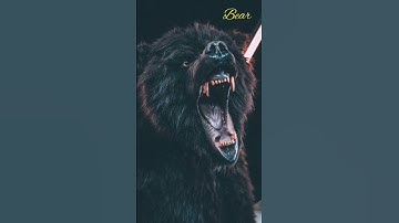 Thumbnail of ‌Bear sound effect