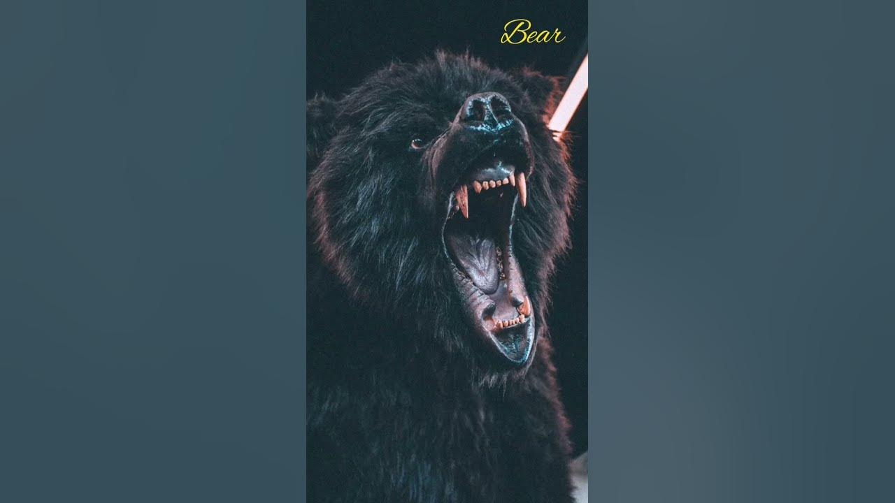 Bear sound effect Bear sound effect