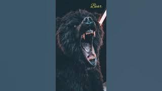 ‌Bear sound effect