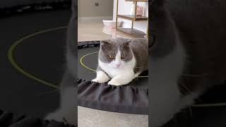 Kitten’s First Time Playing On Trampoline