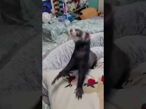 Video: Ferrets: Haiwan Peliharaan yang Happiest