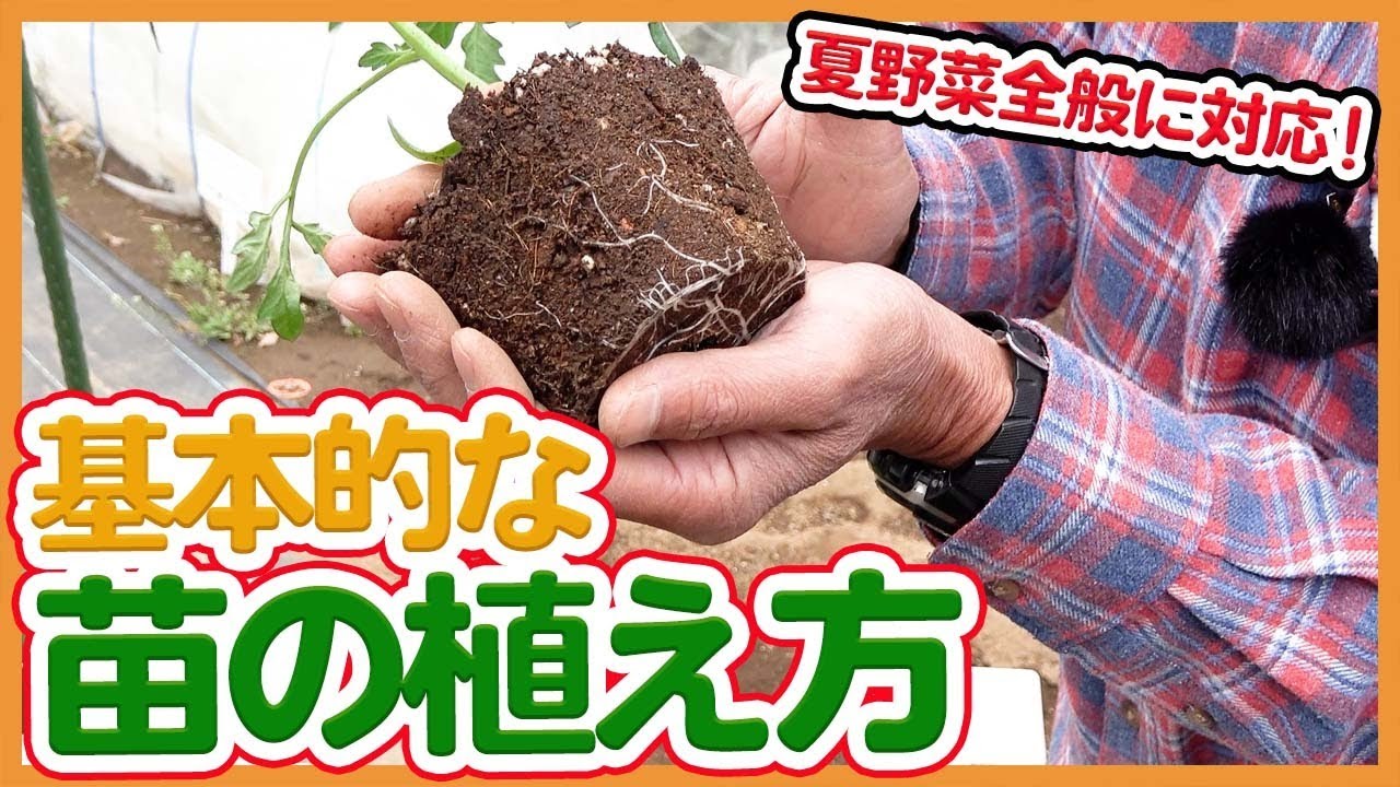 家庭菜園や農園の夏野菜栽培で苗の植え方の基本 トマト栽培の生育が悪かったときの裏技も公開 Basic Method Of Planting Summer Vegetable Seedlings Youtube