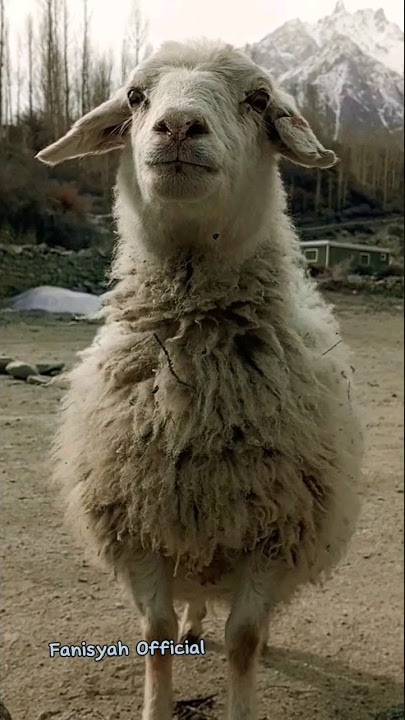 Suara Domba Asli #shorts #viral #kambinglucu