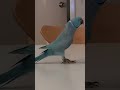 lean back with Mc Zeusy #bird #petbird #birdshorts #dance #parrot