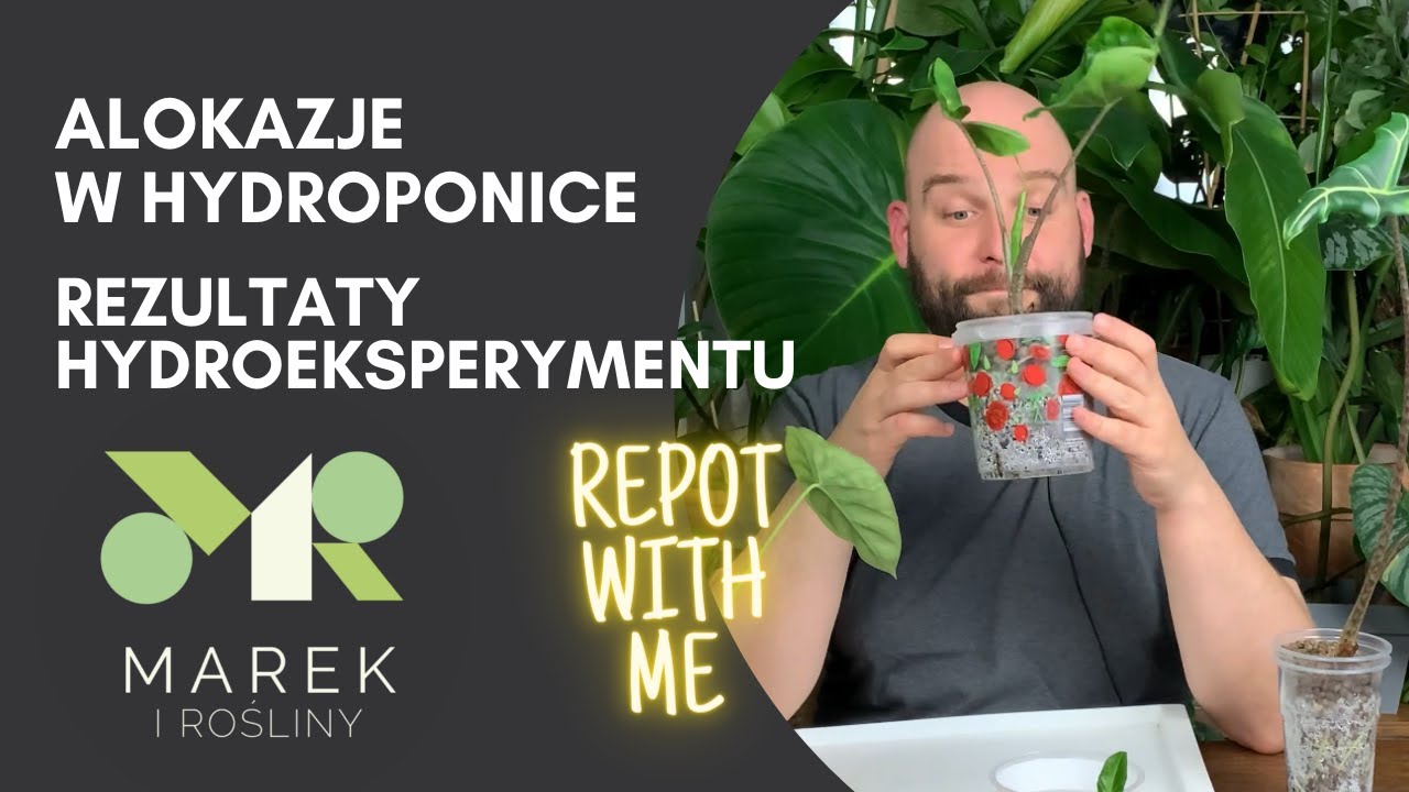 Alokazje w hydroponice - rezultaty eksperymentalnego przeniesienia alokazji do keramzytu