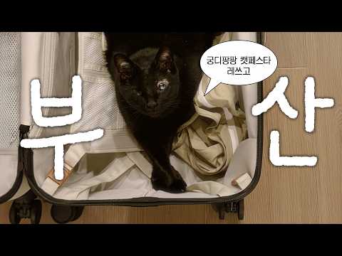벌써 캐리어 챙겼습니다..부산대전 궁팡 라인업 총정리 🛒