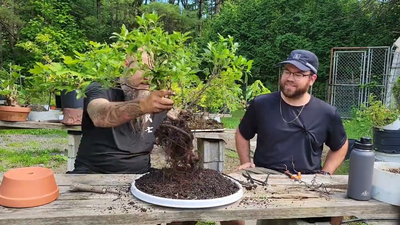 Projet Ficus en bonne compagnie!