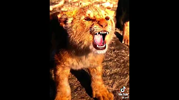 الضباع ضد الاسود 