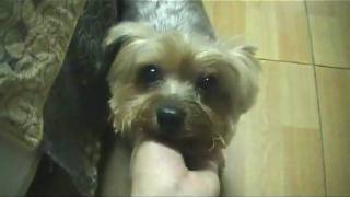 Dubi 20090626