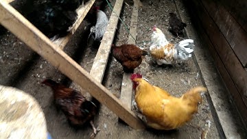 No Work Deep Litter for chicken coops