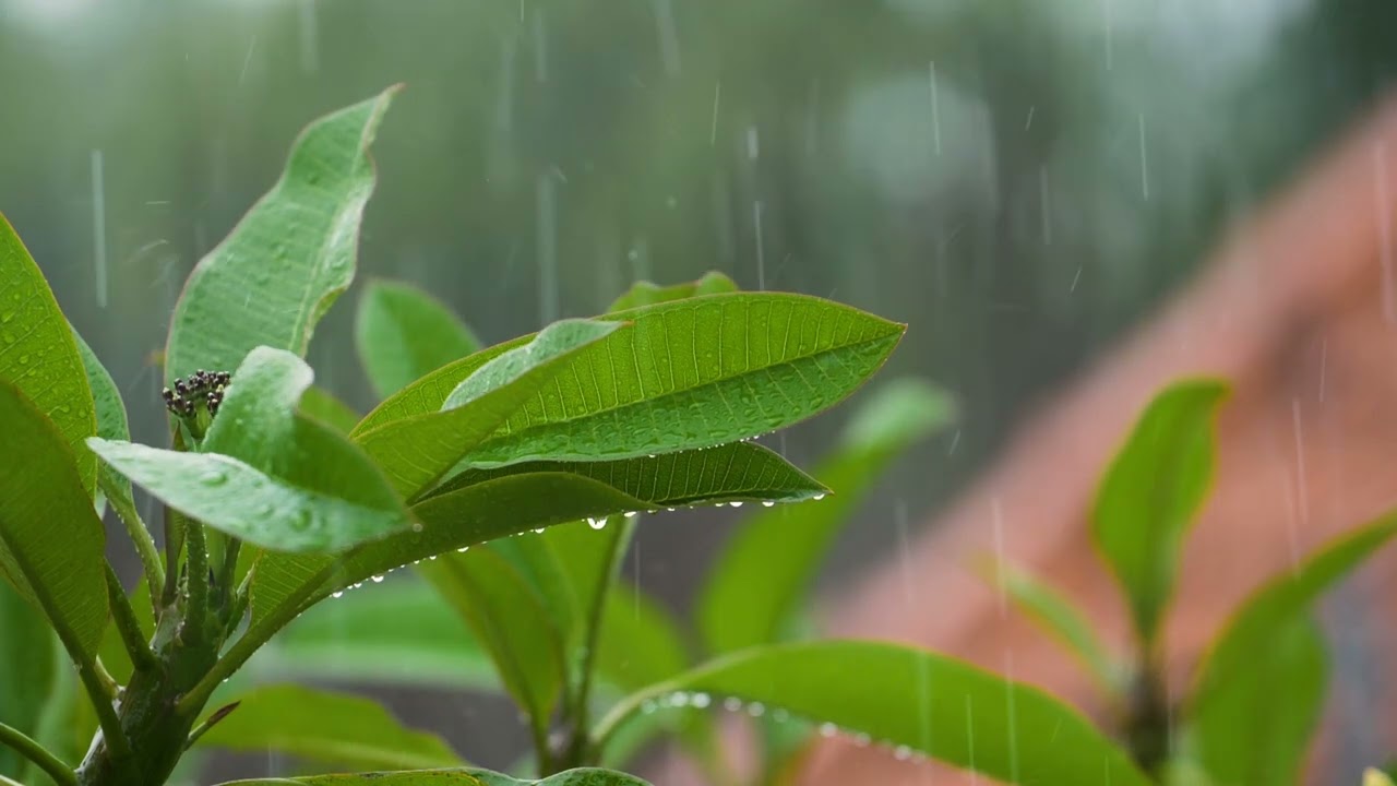 Free Raindrops overlay stock footage_3