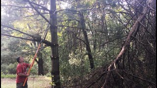 Branch Trimming with Fiskars Pole Saw