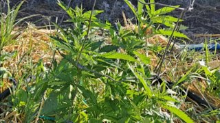 June 21 2025 outdoor Arizona organic living soil cannabis grow.