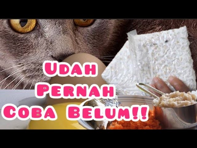 Cara Membuat makanan kucing agar Cepat Gemuk | Resep Membuat Makanan kucing Biar Gemuk class=