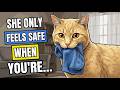 Your Cat Cries The Moment You Leave — Scientists Filmed What Happens Next