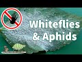 Organic White Fly Control : How to get rid of Whiteflies